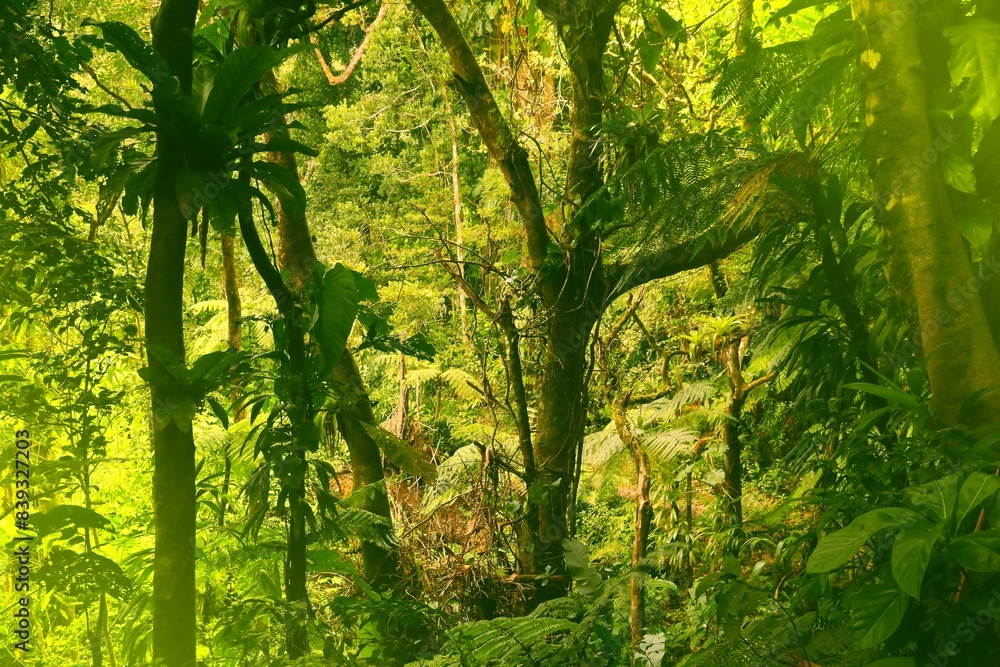 Fototapeta premium Guadeloupe rainforest hiking. Retro style filtered photo.