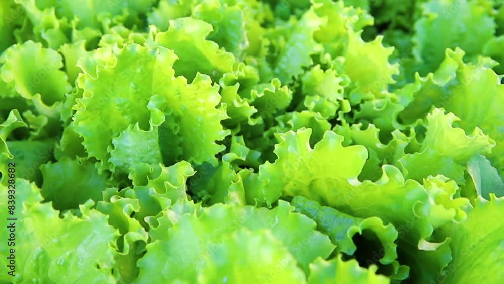 Green lettuce leaves in the garden. Natural background and texture. Organic farm. Healthy eating. Foods rich in vitamins. Agricultural industry.