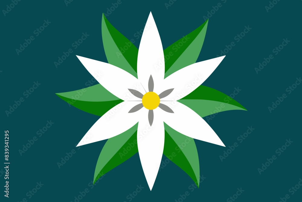 edelweiss flower vector illustration edelweiss flower vector illustration