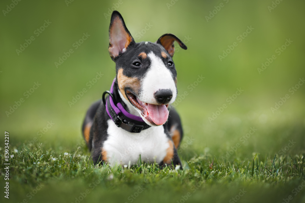happy miniature bull terrier puppy lying on grass in a collar happy miniature bull terrier puppy lying on grass in a collar