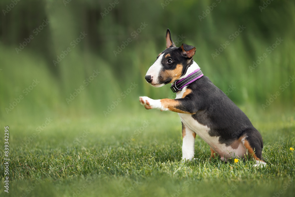 miniature bull terrier puppy gives paw outdoors in summer
