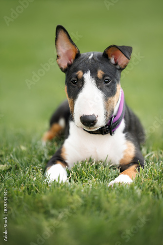 cute miniature bull terrier puppy lying on grass outdoors in a collar