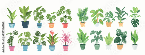 Various indoor houseplants isolated on white background. begonia, fan palm, ficus