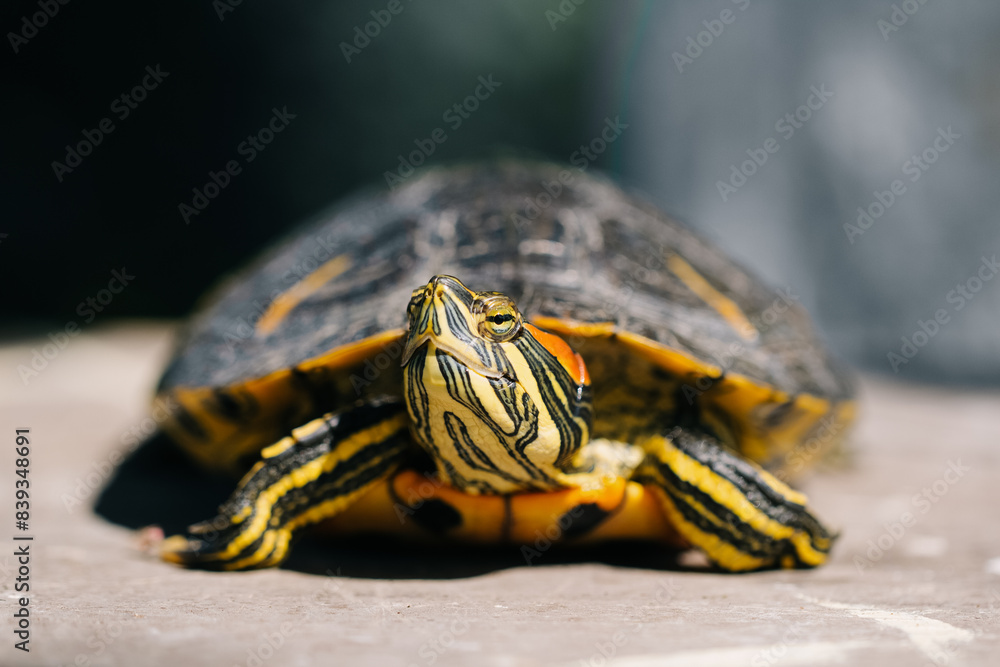 The turtle is green yellow red in close-up. The turtle is green yellow red in close-up.
