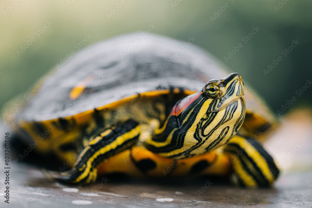 The turtle is green yellow red in close-up. The turtle is green yellow red in close-up.