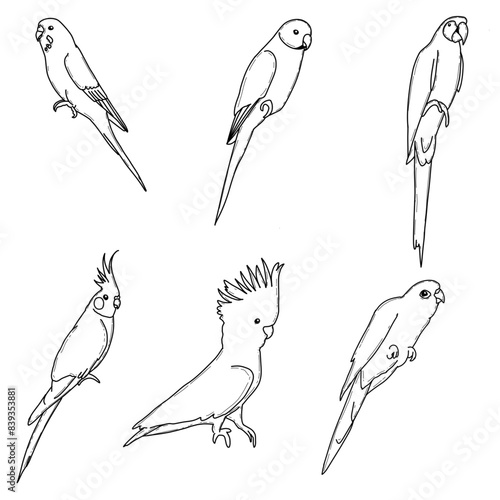 set of hand drawn birds doodle arts vector include parakeet ring neck macaw cockatiel cockatoo cornure 