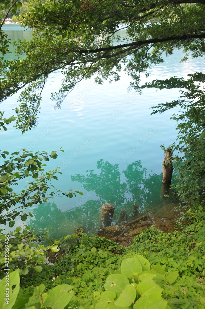 Fototapeta premium tropical forest