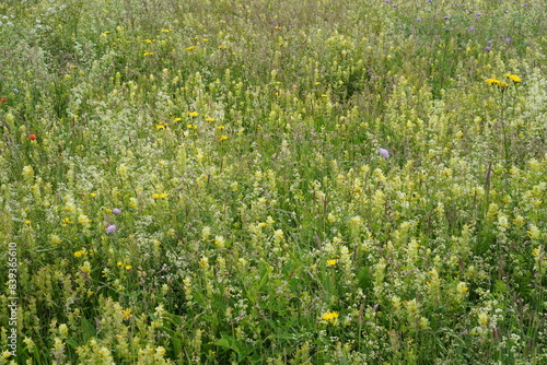 Teilaufnahme einer Wiese an der Ostsee im Fr  hling