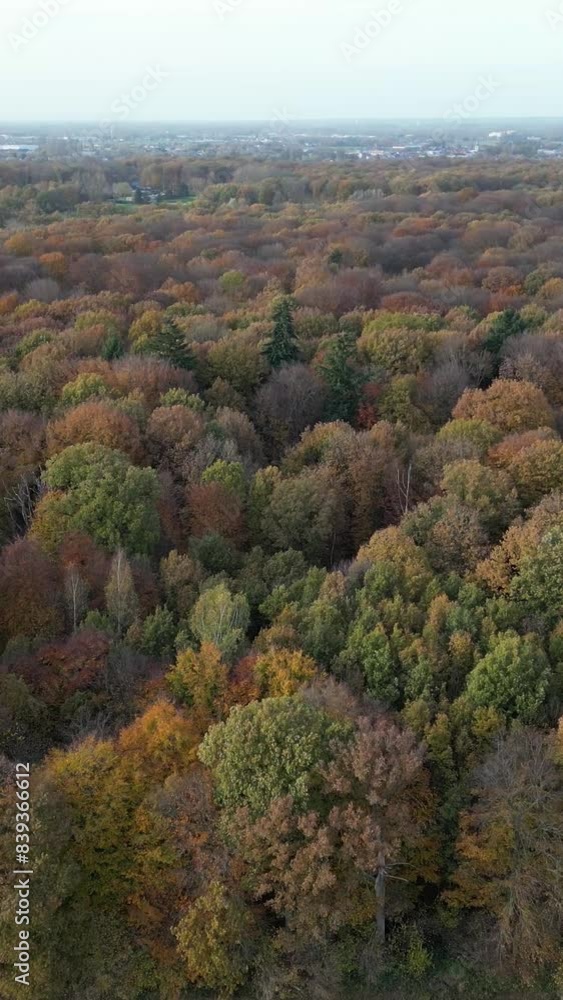 Autumn Forest Downwards Panning Movement Autumn Forest Downwards Panning Movement