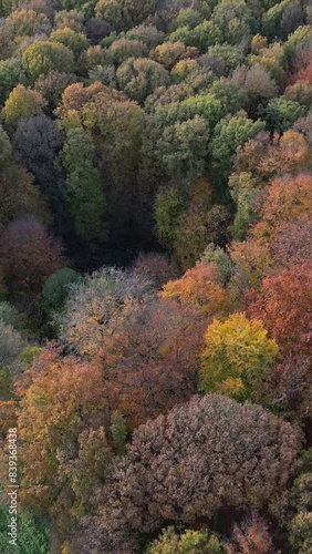 Forest Edge 4K Aerial Drone Shot Yellow Orange Colors photo