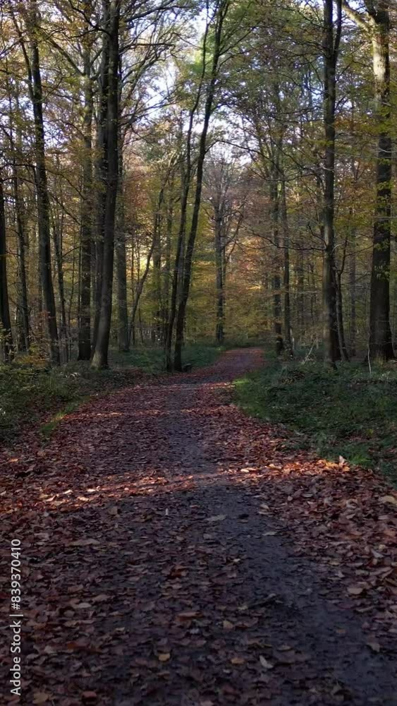 Forest Autumn Mountainbike Walking Trail Pathway Walkway Backwards Dronemovement Trees Leaves Orange Sunlight Forest Autumn Mountainbike Walking Trail Pathway Walkway Backwards Dronemovement Trees Leaves Orange Sunlight