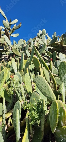 opuntias growing on tenerife island photo