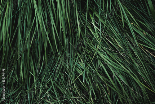 Une matière de brins d'herbe verte photo