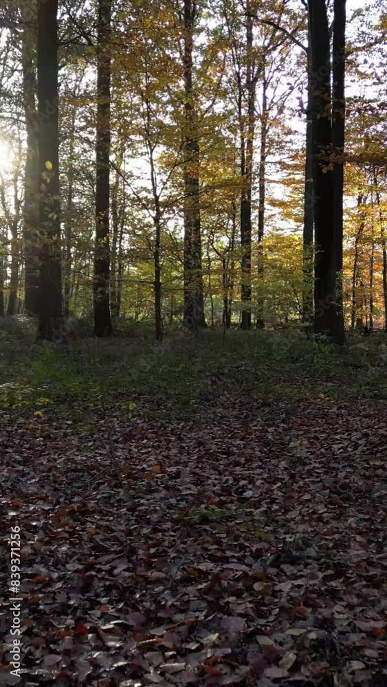 Forwards Movement Through Forest Autumn Trees Sunshine Leaves on Ground blue sky Forwards Movement Through Forest Autumn Trees Sunshine Leaves on Ground blue sky