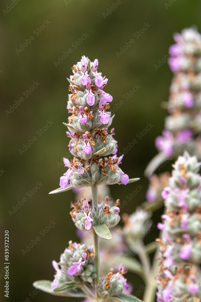 Close up of the purple flowers of the Downy Woundwort scientific name Stachys viticina growing in Israel.
Close up of the purple flowers of the Downy Woundwort scientific name Stachys viticina growing in Israel.