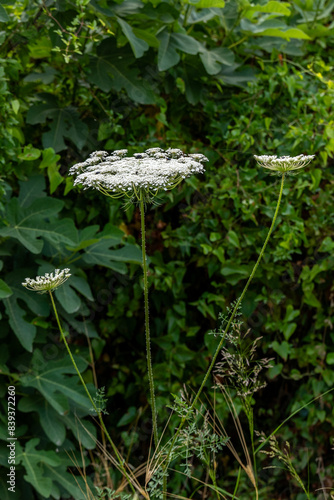 White flowers of Queen Anne's Lace also known as Cow Parsley, or Wild Chervil scientific name Anthriscus lamprocarpus growing wild in Israel. 