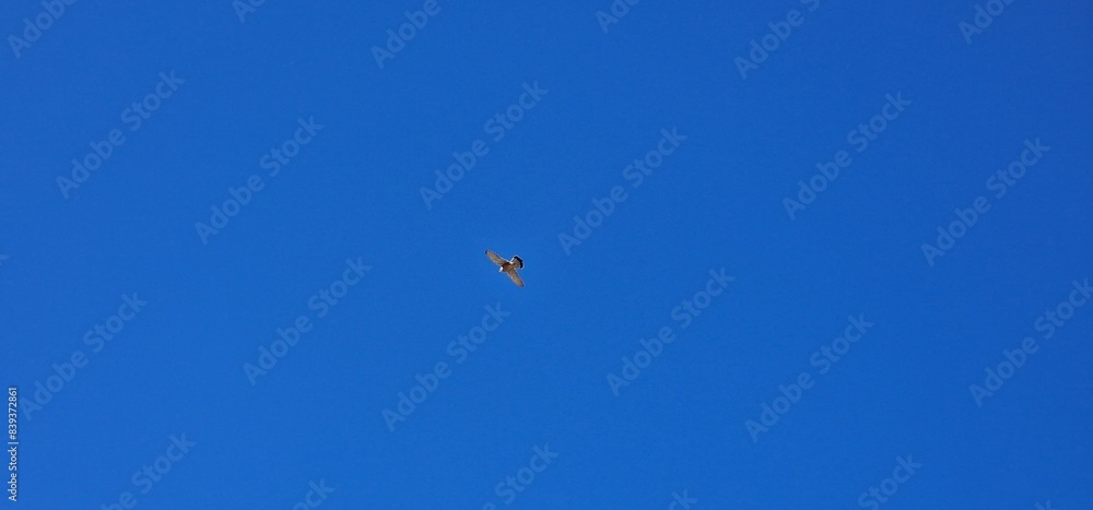 bird in canary islands tenerife blue skies bird in canary islands tenerife blue skies