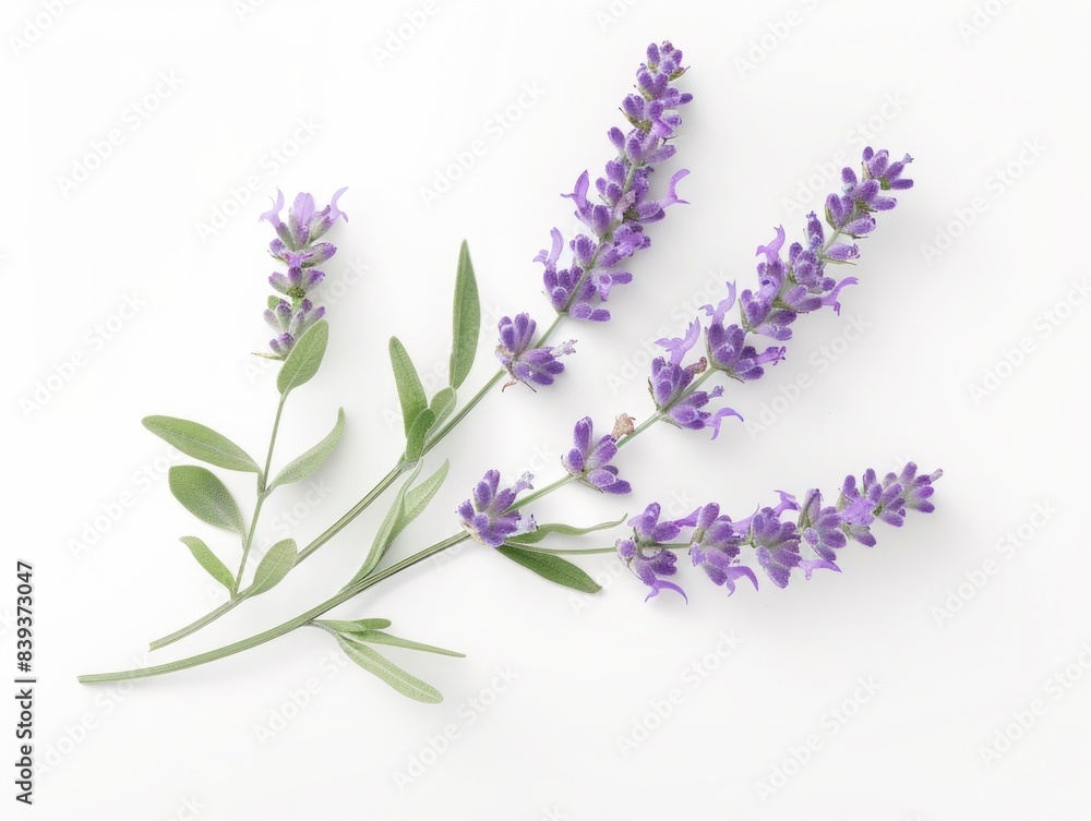 Obraz premium Serenity in Bloom: Detailed Photography of Fresh Lavender Flowers on White Background