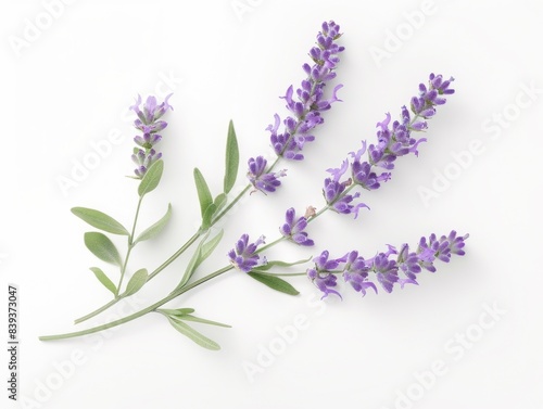Serenity in Bloom  Detailed Photography of Fresh Lavender Flowers on White Background