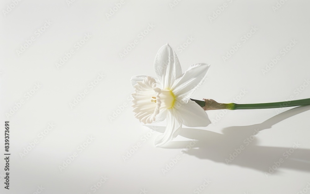 Elegant White Daffodil in High Contrast Photography on Pure Background Elegant White Daffodil in High Contrast Photography on Pure Background