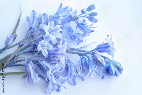 Delicate Bluebell Bouquet on Clean White Background - Capturing Realism in Soft Blue Hues