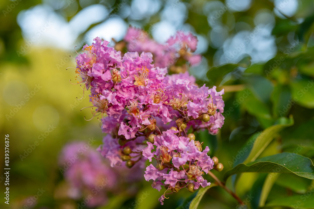 Close up of the ruffled pink blossoms of Lagerstroemia indica, Crepe Myrtle tree that grows in my garden
Close up of the ruffled pink blossoms of Lagerstroemia indica, Crepe Myrtle tree that grows in my garden