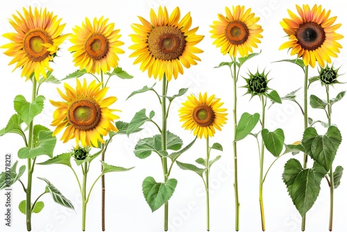 Sunflowers of all sizes  ranging from tiny to enormous  are isolated on a white backdrop. Generative Ai