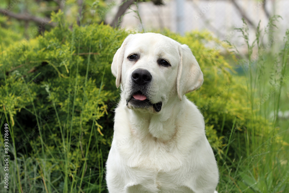 yellow labrador retriever in summer close up yellow labrador retriever in summer close up