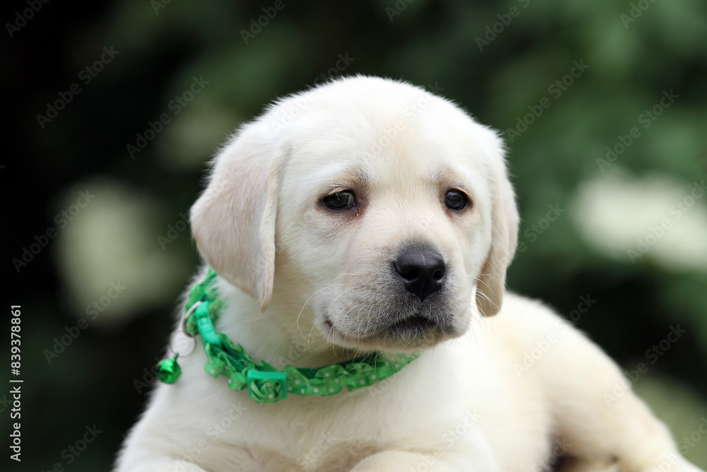 yellow labrador retriever in summer close up yellow labrador retriever in summer close up