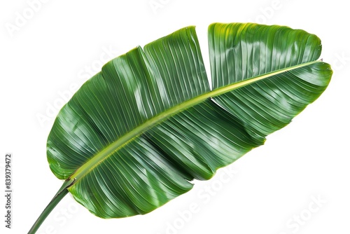 Tropical green leaf isolated backdrop of a banana tree. Generative Ai