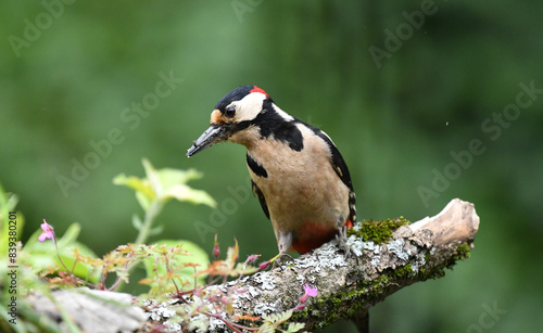 Buntspecht Männlich photo