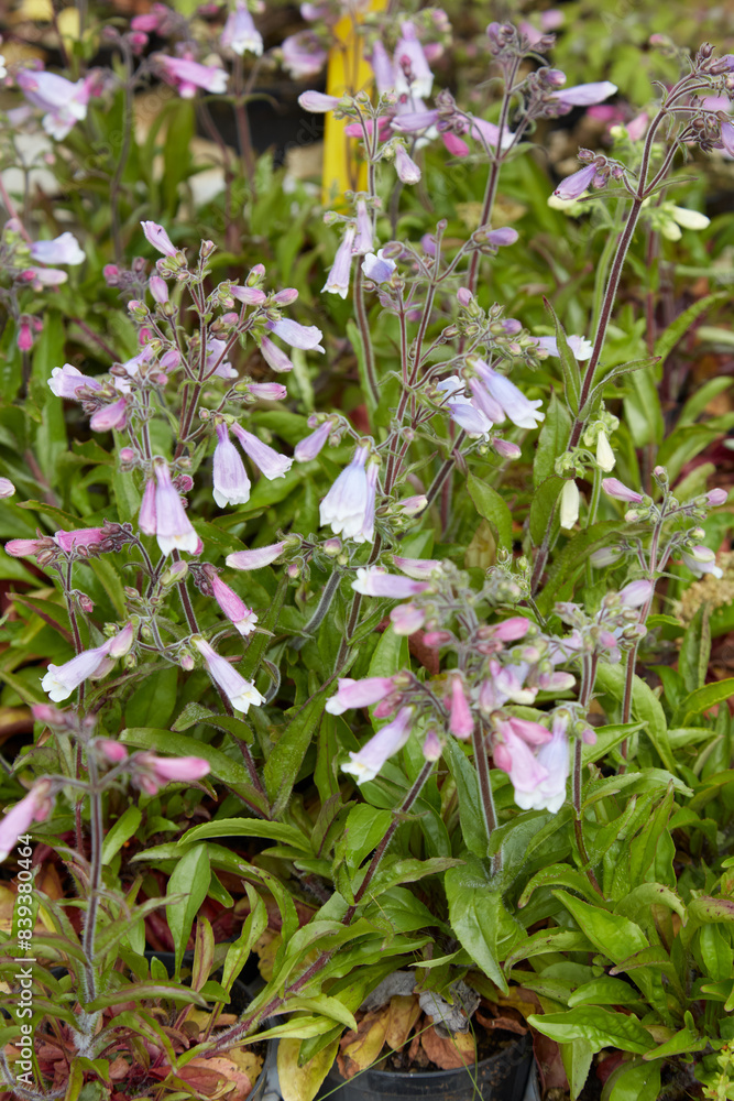 Penstemon hirsutus pygmaeus or Hairy Beardtongue herbs with pink flowers Penstemon hirsutus pygmaeus or Hairy Beardtongue herbs with pink flowers