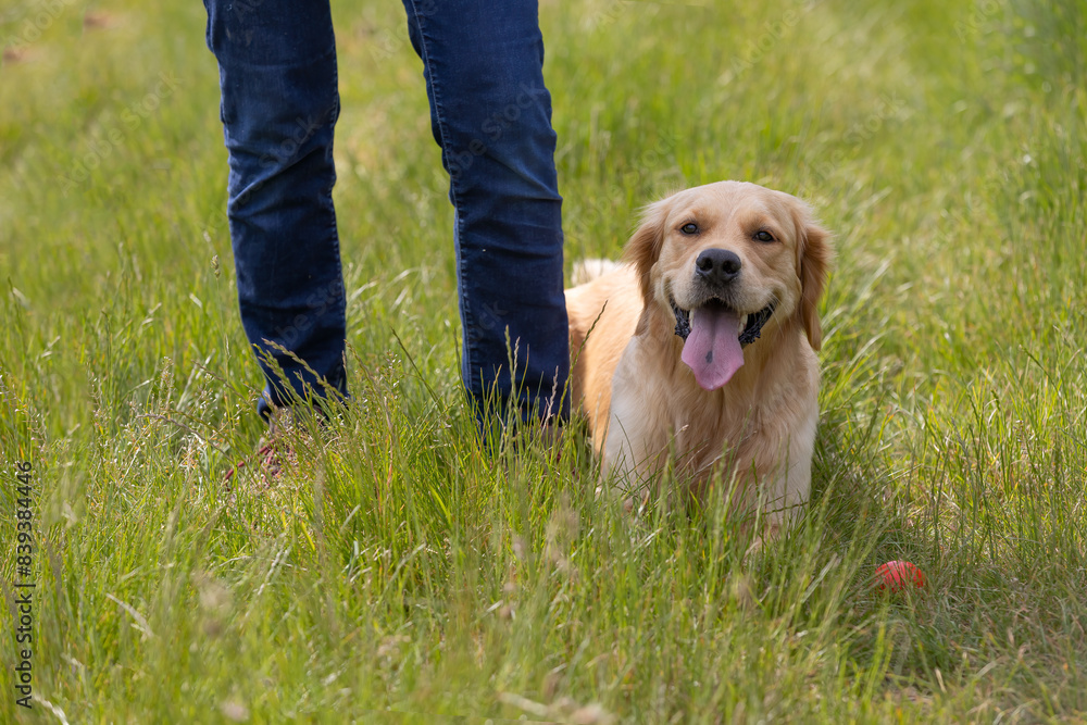 Obedience training with Golden Retriever Obedience training with Golden Retriever