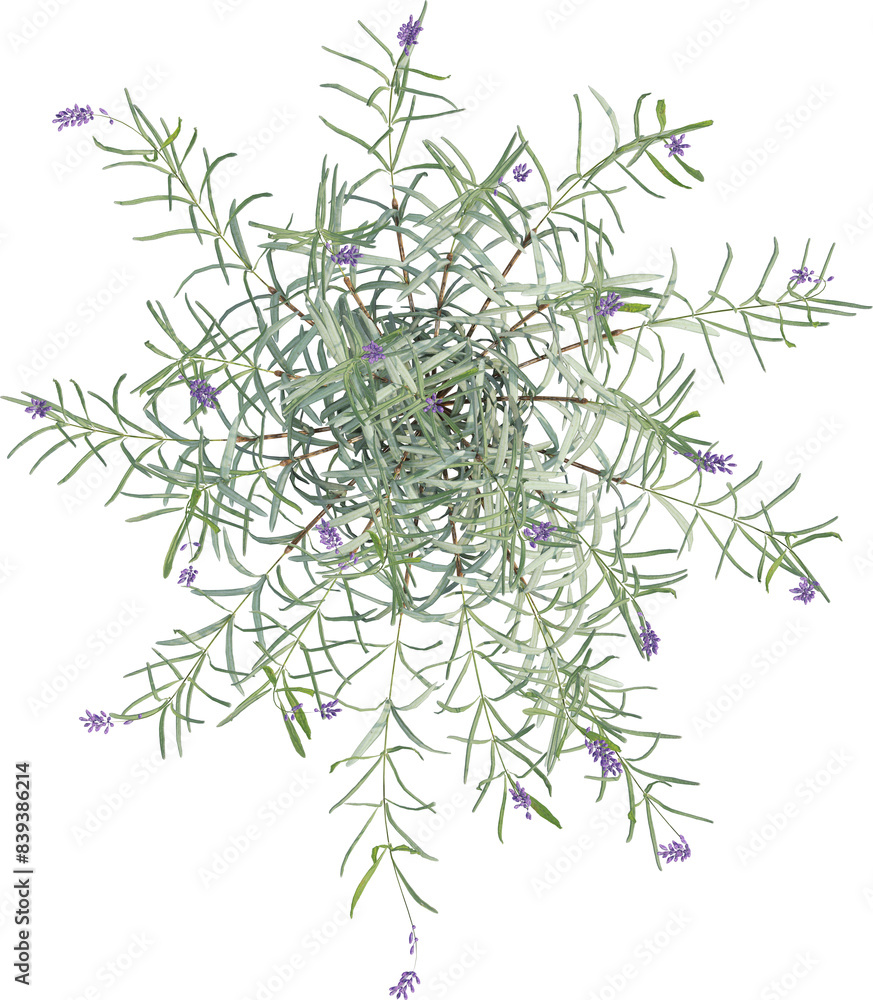 Top view of Lavander plant with Flowers Top view of Lavander plant with Flowers