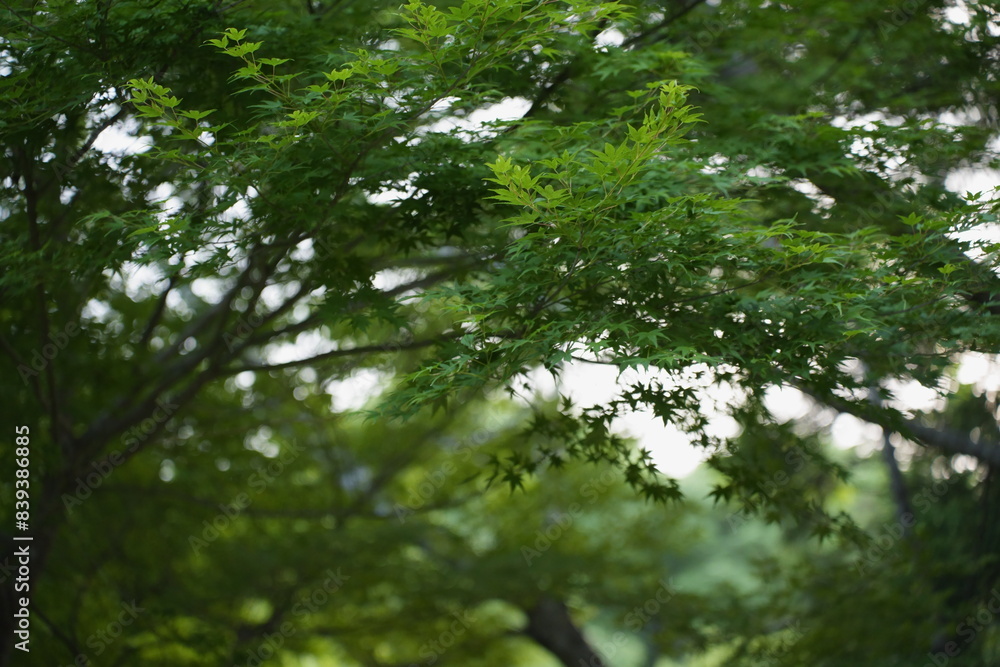 Obraz premium 綺麗な青紅葉