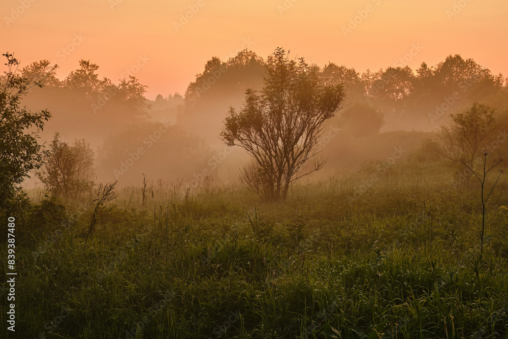 Fog in the forest. Foggy garden. Shallow depth of field. Fog in the forest. Foggy garden. Shallow depth of field.