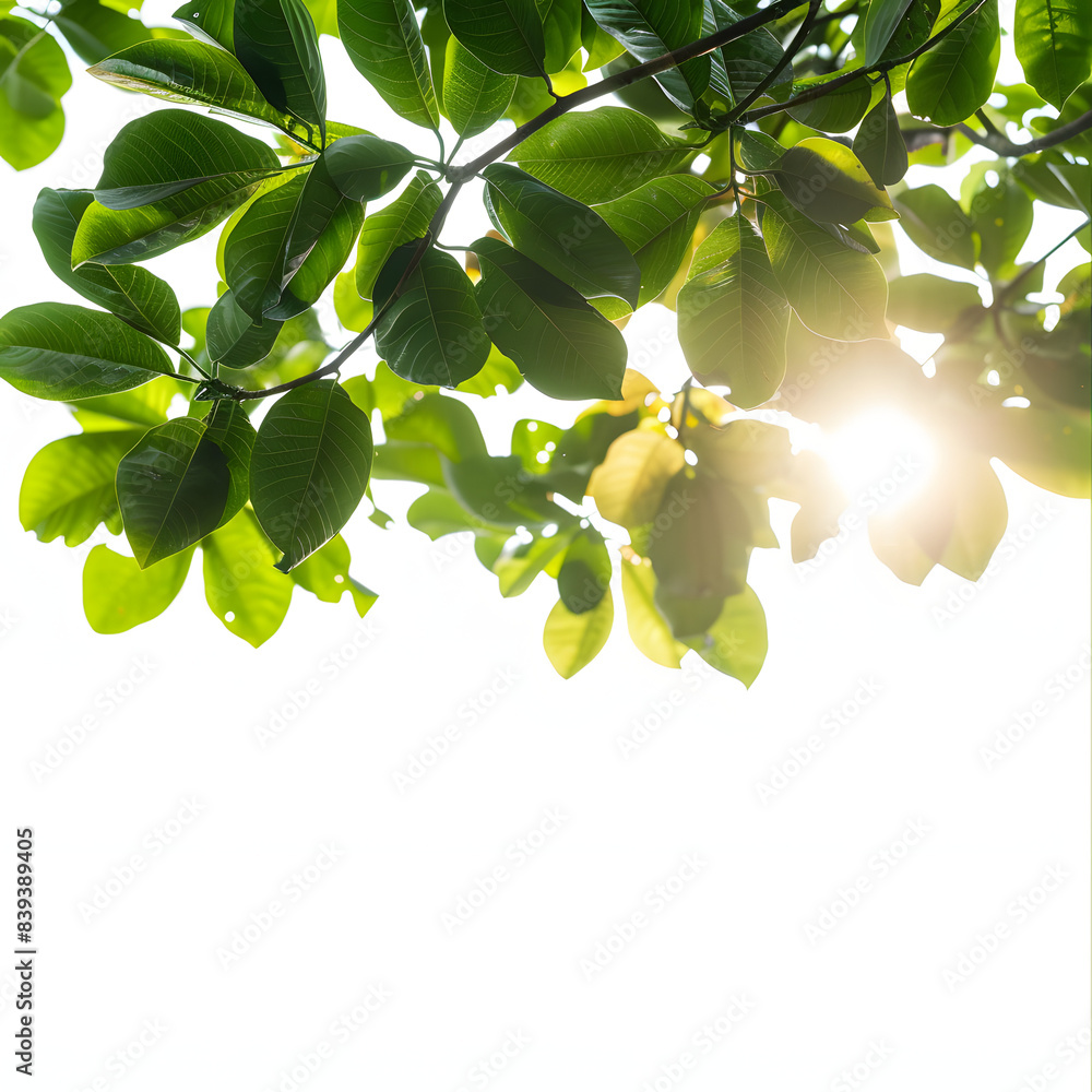 beautiful moment when the sunlight filters through the leaves of trees ...