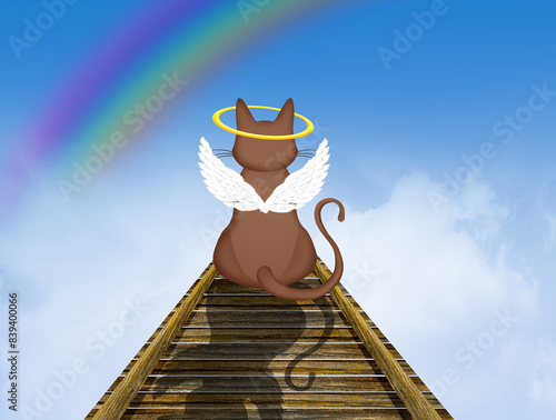 cat on the rainbow bridge