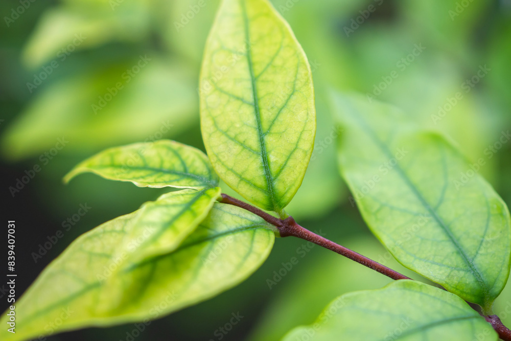 Natural plant green leaf in garden with bokeh background