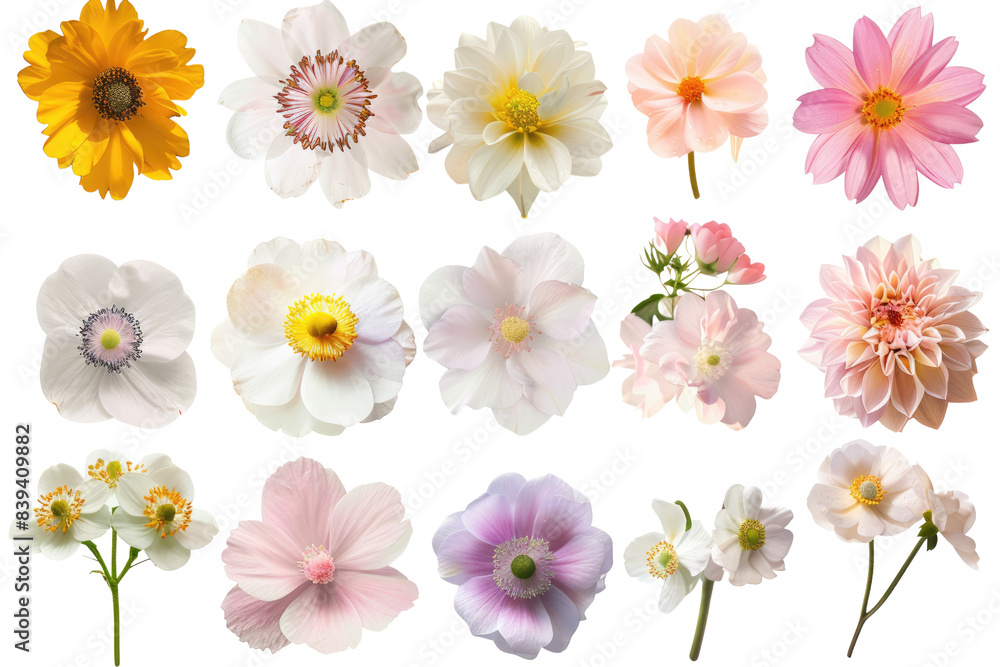Fototapeta premium A collection of 15 vibrant and delicate flower blossoms in various shades of pink, white, and yellow in isolated on transparent background