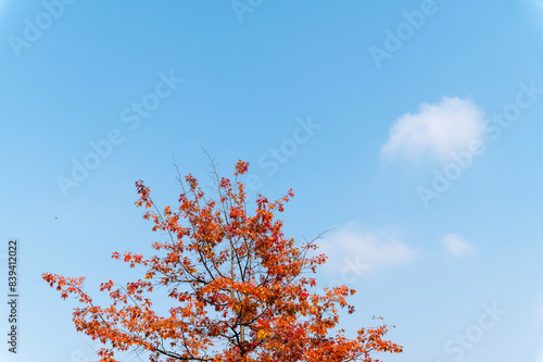 Colourful red maple leaves in autumn season color when the leaves change red discoloration with blue sky background