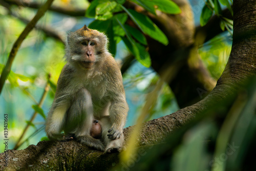 Canvas Print a long tailed macaque relaxing on a shady tree, natural bokeh background