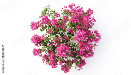 Vibrant arrangement of various colorful flowers against isolate on white background. The flowers include a mix of pink, peach, purple, and orange blooms, creating a lively and cheerful display.