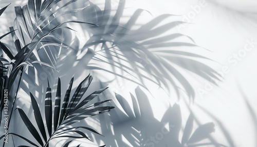 Artistic shadows of palm leaves cast on a white surface, creating a minimalistic and calming visual effect.
