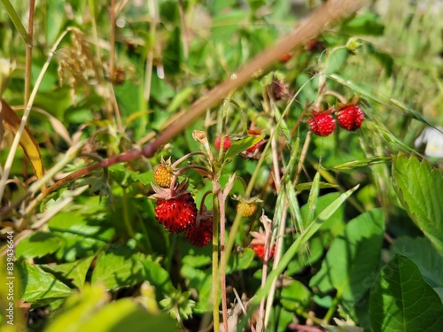 A cluster of wild strawberries with ripe red berries basking in the warm sunlight of a summer day. 