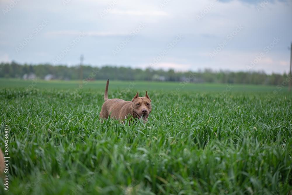 American Pit Bull Terrier plays outdoors. American Pit Bull Terrier plays outdoors.