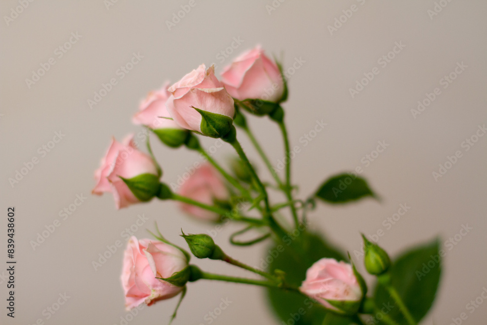 Fototapeta premium pink roses on a white background