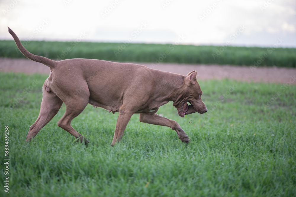 American Pit Bull Terrier plays outdoors. American Pit Bull Terrier plays outdoors.