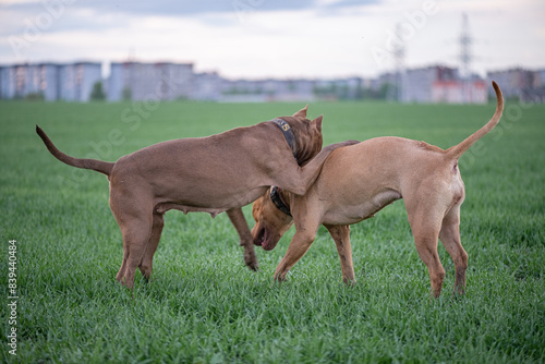 American Pit Bull Terrier plays outdoors.