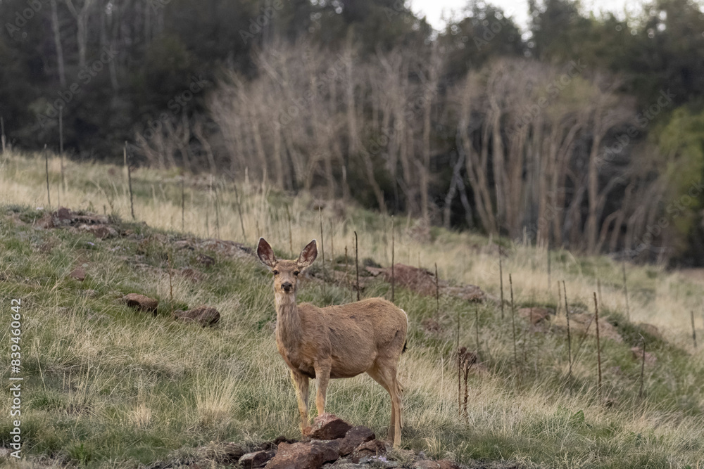 Mule Deer at Dusk Mule Deer at Dusk